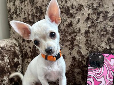 Only 1 left!! Purebred smooth coat female teacup Chihuahua 3 month old puppy in Malahide