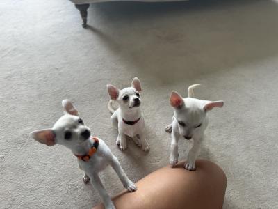 Only 1 left!! Purebred smooth coat female teacup Chihuahua 3 month old puppy in Malahide