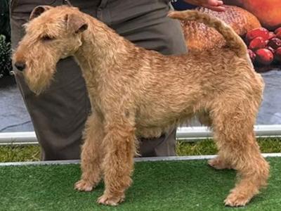 Lakeland Terrier for stud in Laois