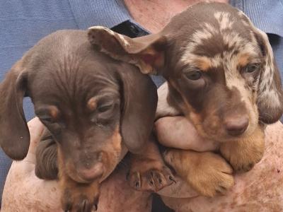 IKC Registered(pending) Dachshund puppies in Tipperary