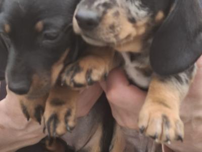 IKC Registered(pending) Dachshund puppies in Tipperary