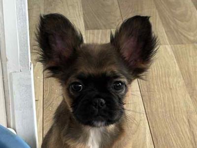Fluffy and Short Haired French Bulldog puppies in Wexford