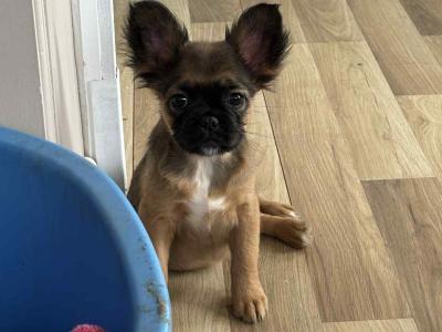 Fluffy and Short Haired French Bulldog puppies in Wexford