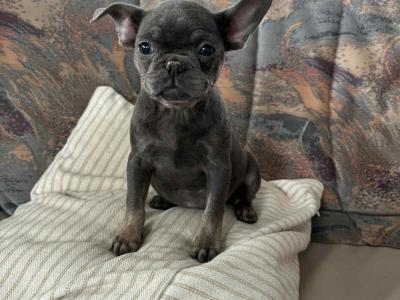 Fluffy and Short Haired French Bulldog puppies in Wexford