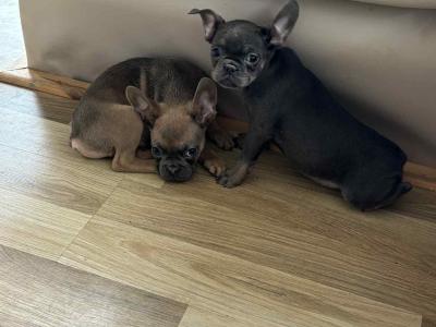 Fluffy and Short Haired French Bulldog puppies in Wexford