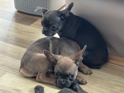 Fluffy and Short Haired French Bulldog puppies in Wexford