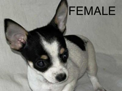Chihuahua puppies in Galway