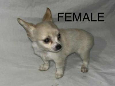 Chihuahua puppies in Galway