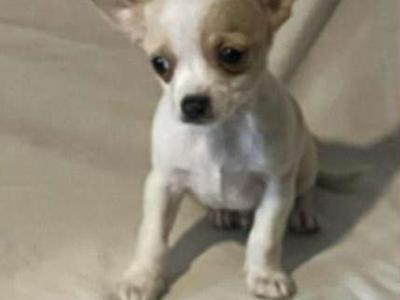 Chihuahua puppies in Galway