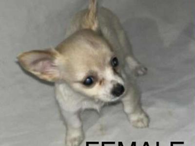 Chihuahua puppies in Galway