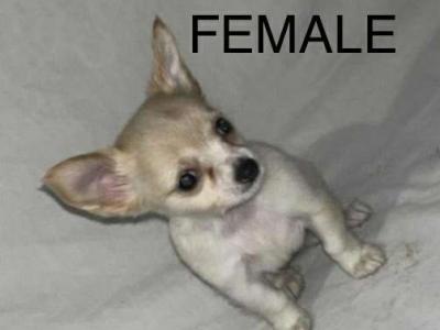Chihuahua puppies in Galway