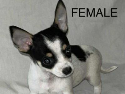 Chihuahua puppies in Galway