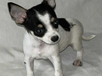 Chihuahua puppies in Galway