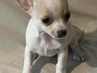 Chihuahua puppies in Galway