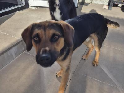 Benny is a male Beagle x German Shepherd puppy 13 months old for sale in Galway