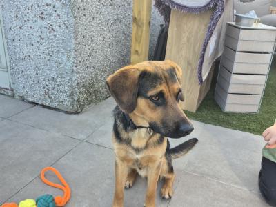 Benny is a male Beagle x German Shepherd puppy 13 months old for sale in Galway