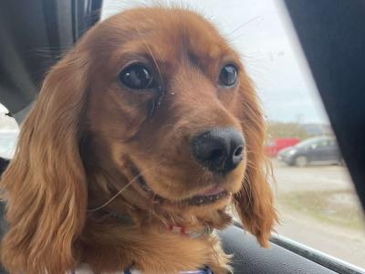 Dog for Stud