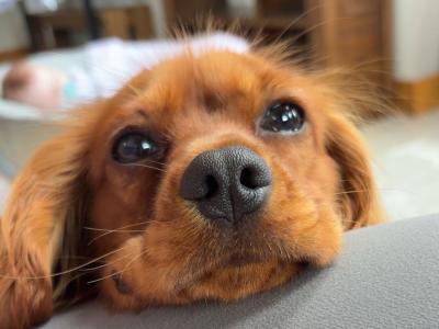 Dog for Stud