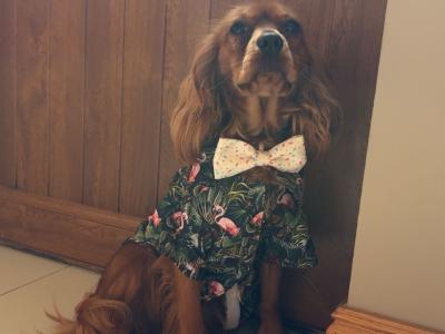 Dog for Stud