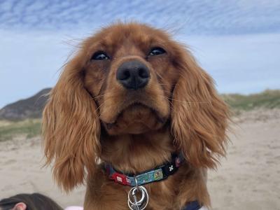 Dog for Stud