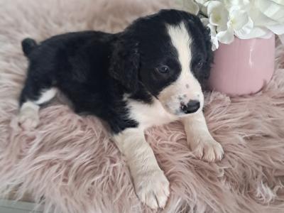 💓Beautiful Labradoodle puppies 🐶 💓 in Cavan
