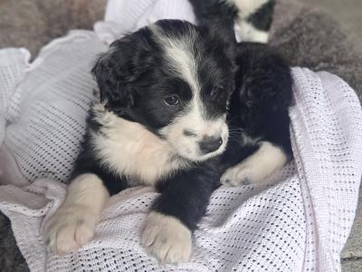 💓Beautiful Labradoodle puppies 🐶 💓 in Cavan