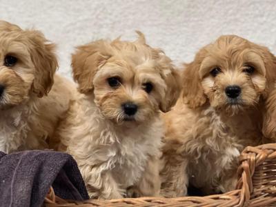 Cavachon puppies in Wicklow 🐶