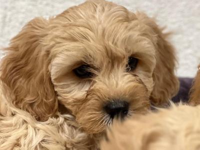 Cavachon puppies in Wicklow 🐶