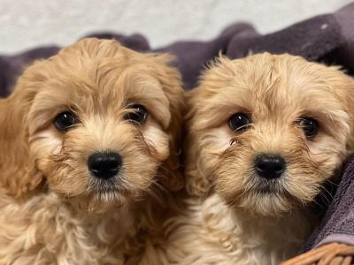 Cavachon puppies in Wicklow 🐶