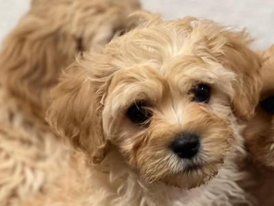 Cavachon puppies in Wicklow 🐶