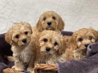 Cavachon puppies in Wicklow 🐶