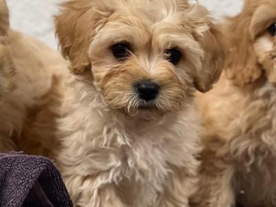 Cavachon puppies in Wicklow 🐶
