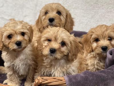 Cavachon puppies in Wicklow 🐶