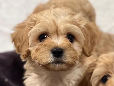 Cavachon puppies in Wicklow 🐶