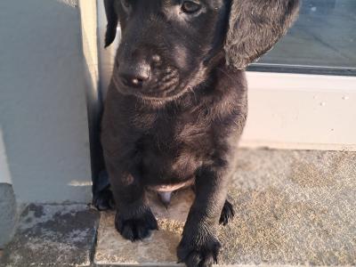 💓Beautiful Labradoodle puppies 🐶 💓 in Cavan