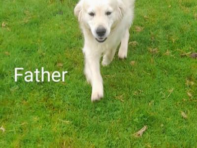 Goldendoodle puppies in Leitrim
