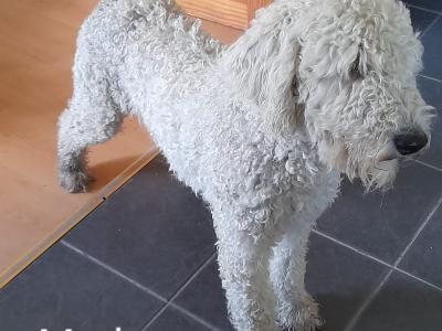 Goldendoodle puppies in Leitrim