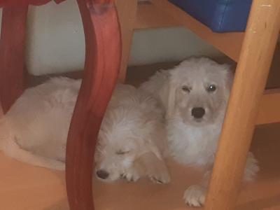 Goldendoodle puppies in Leitrim