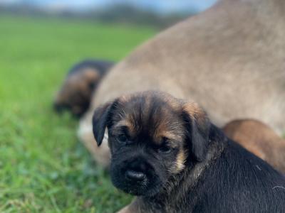 Full Pedigree male Border Terrier puppy in Louth