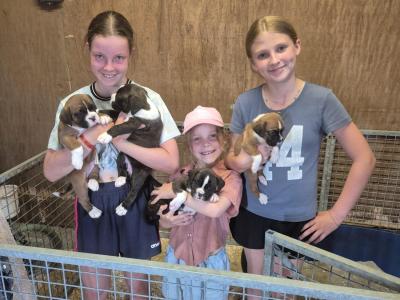 Beautiful Boxer puppies for sale in Galway