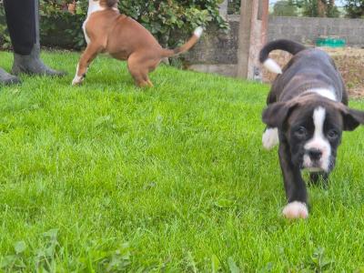 Beautiful Boxer puppies for sale in Galway