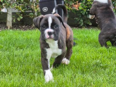 Beautiful Boxer pups for sale in Galway