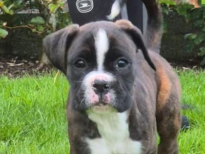 Beautiful Boxer puppies for sale in Galway