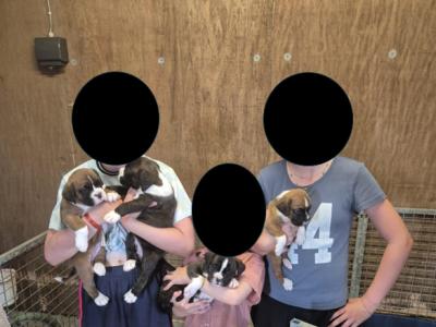 Beautiful Boxer puppies for sale in Galway
