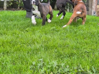 Beautiful Boxer puppies for sale in Galway