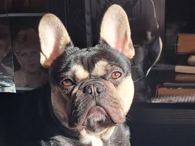 Beautiful male French Bulldog puppy 15 months old in Clare