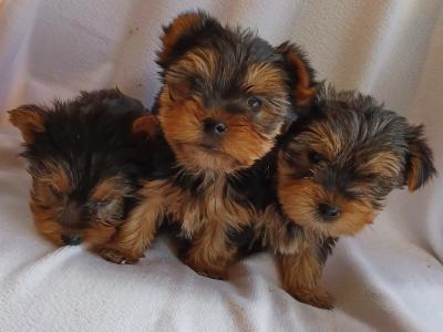 Yorkshire Terrier puppies for sale in Limerick