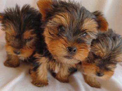 Yorkshire Terrier puppies for sale in Limerick