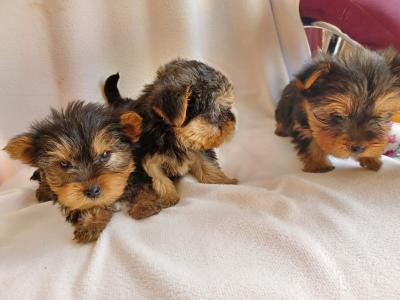 Yorkshire Terrier puppies for sale in Limerick