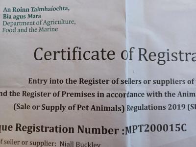 Yorkshire Terrier puppies for sale in Limerick